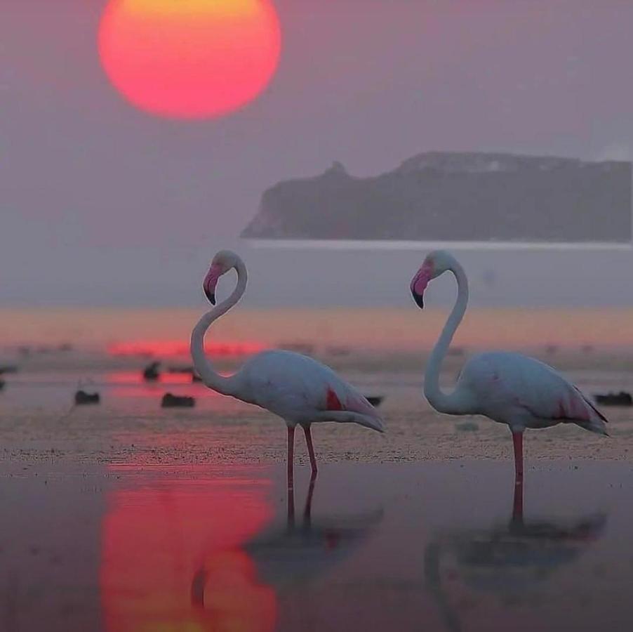 Appartamento Suite Sardinia Holiday Cagliari Eksteriør bilde